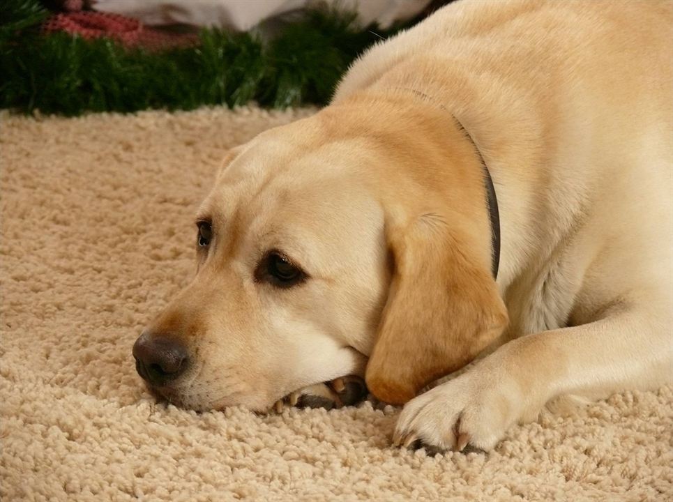 Le Chien qui a sauvé Noël : Photo