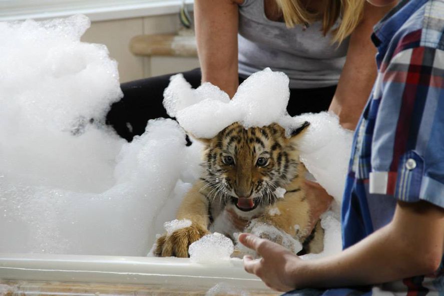 Luna le bébé tigre : Photo