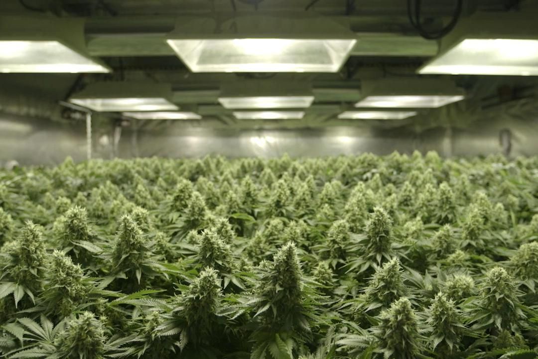 Rolling Papers : Photo