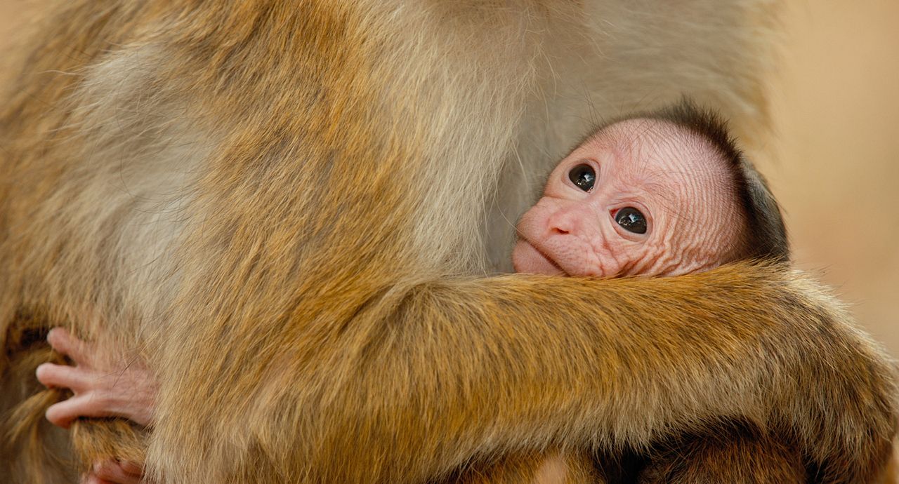 Au Royaume des Singes : Photo