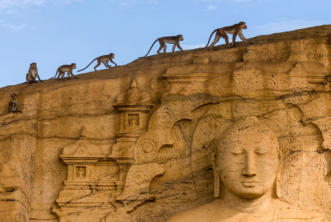 Au Royaume des Singes : Photo