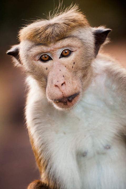 Au Royaume des Singes : Photo