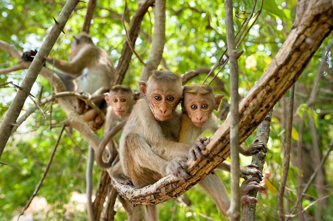 Au Royaume des Singes : Photo