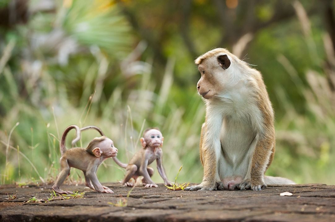 Au Royaume des Singes : Photo