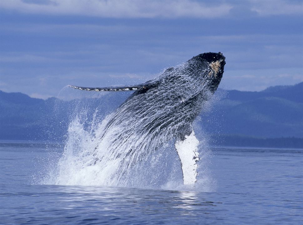 Baleines : Photo