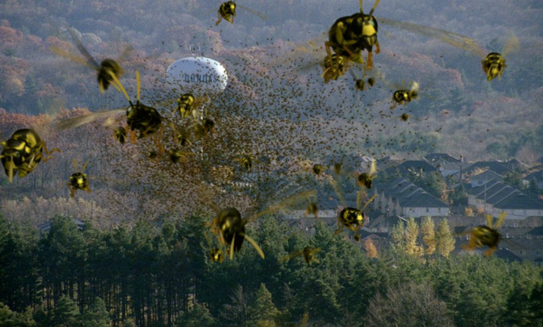 Swarmed : Photo