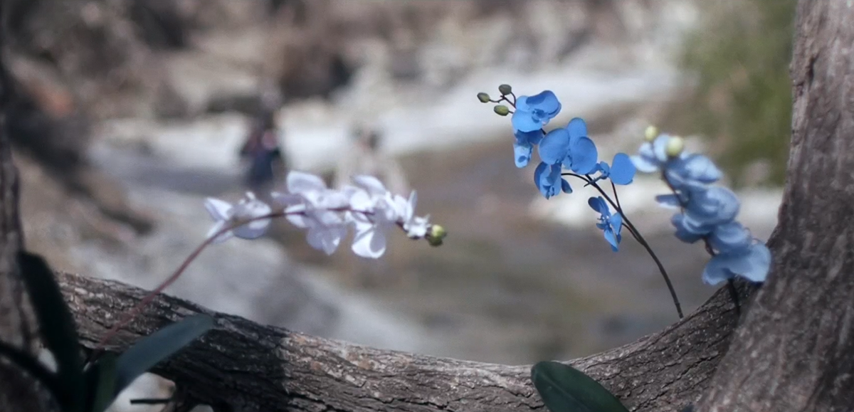 Upstream Color : Photo