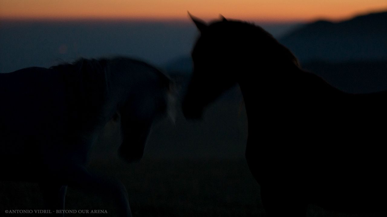 Beyond our arena : Photo