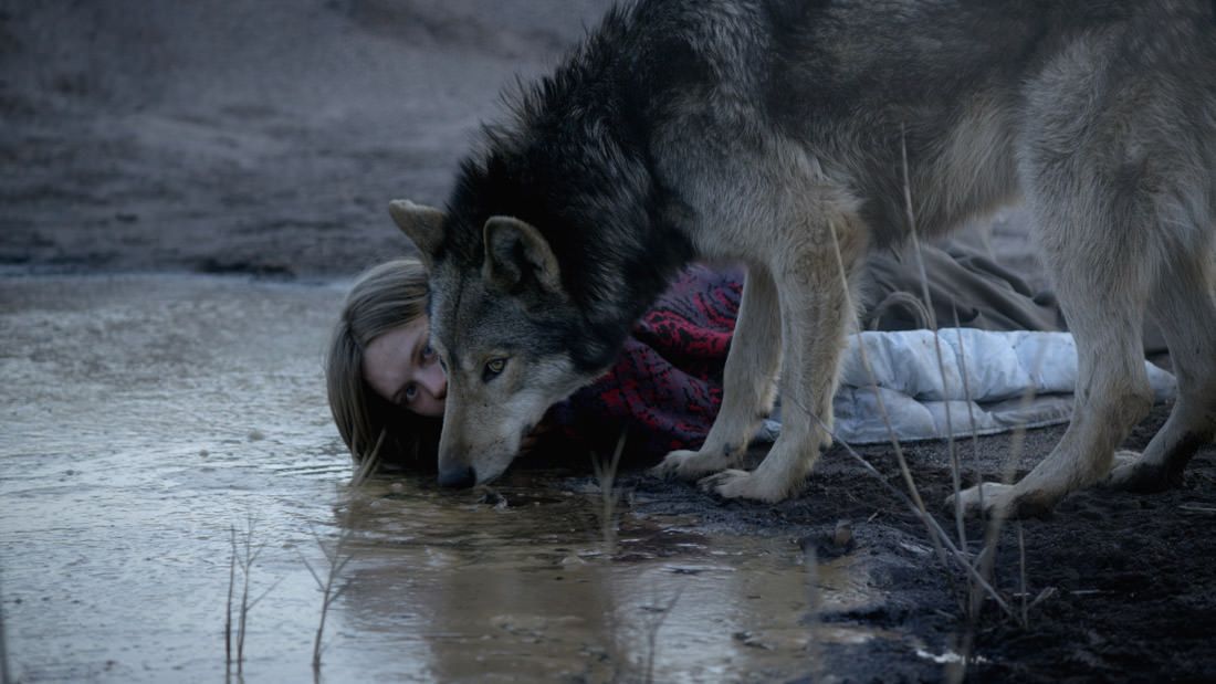 Wild : Photo