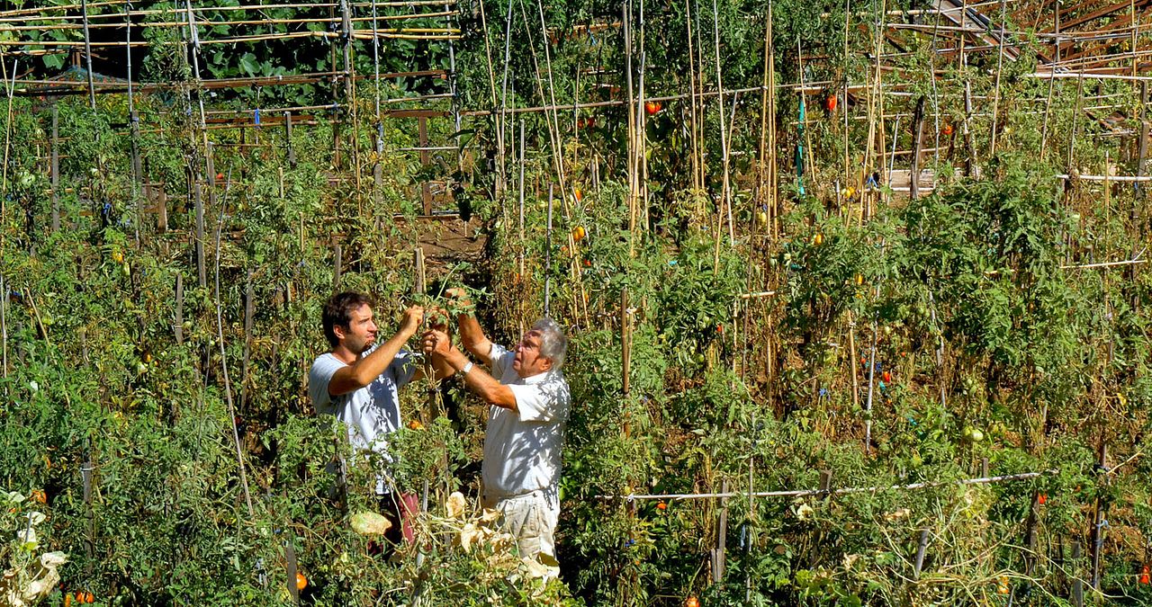 Le Potager de mon grand-père : Photo