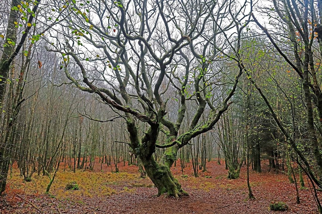 L'Inconnu de Brocéliande : Photo