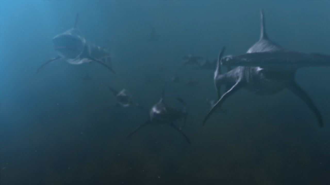 Planet of the Sharks : Photo