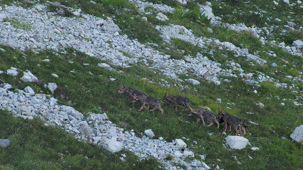 La Vallée des loups : Photo