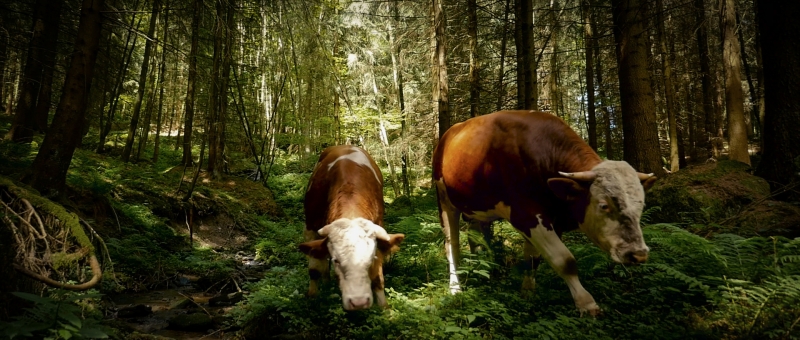 La Fin de la viande : Photo