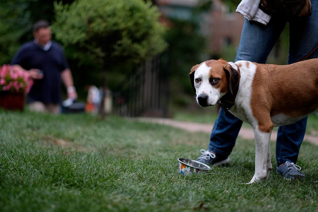 Downward Dog : Photo