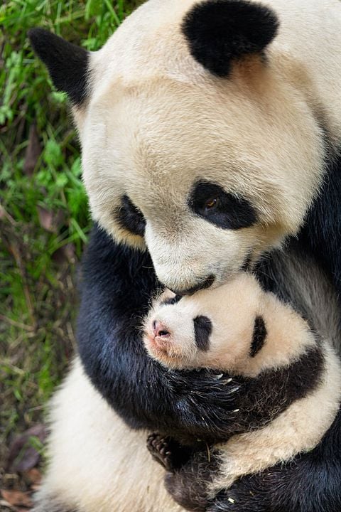 Nés en Chine : Photo