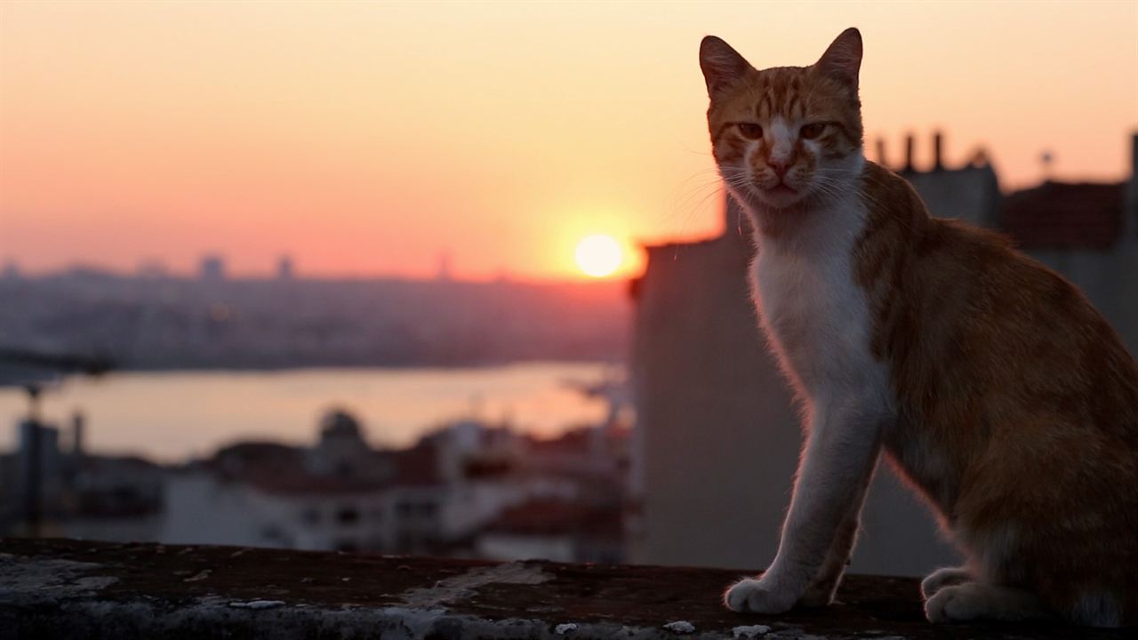 Kedi - Des chats et des hommes : Photo