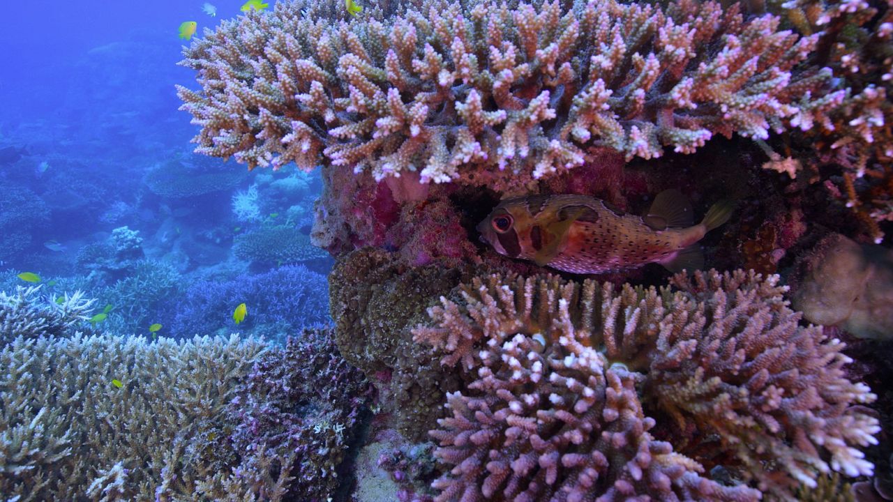 Chasing Coral : Photo