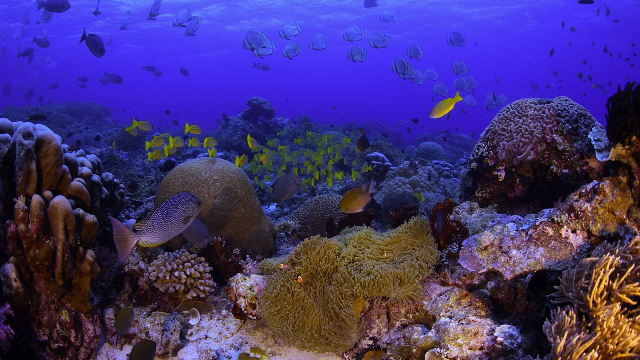 Chasing Coral : Photo