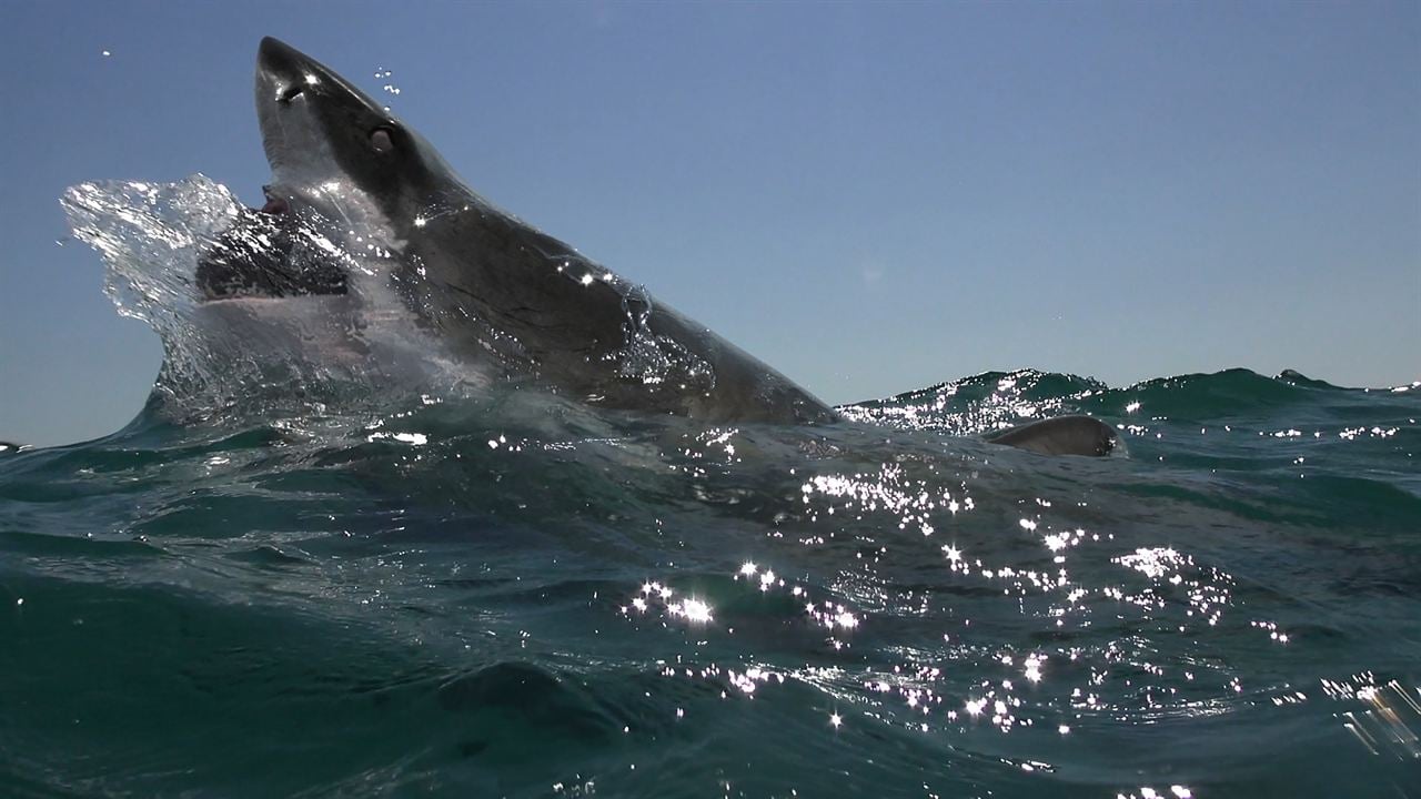 Open Water 3 : Les abîmes de la terreur : Photo