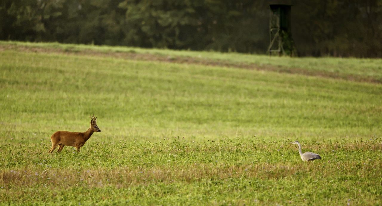 Et l'homme créa la chasse : Photo