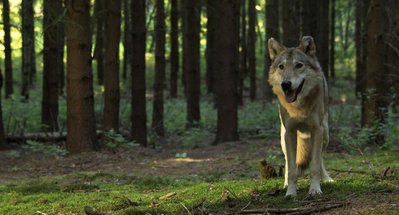 Et l'homme créa la chasse : Photo