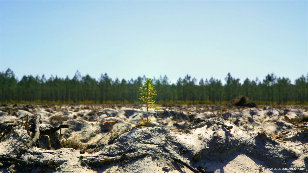 Le Temps des forêts : Photo