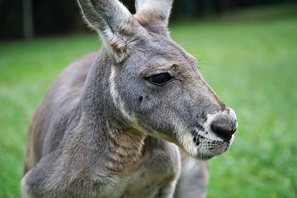 Kangaroo – A Love-Hate Story : Photo