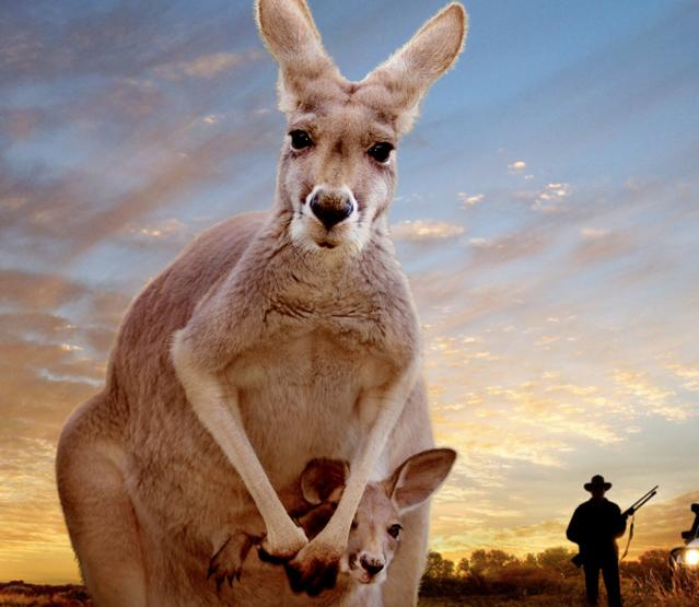 Kangaroo – A Love-Hate Story : Photo