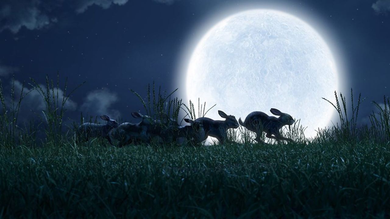 La Colline aux lapins : Photo