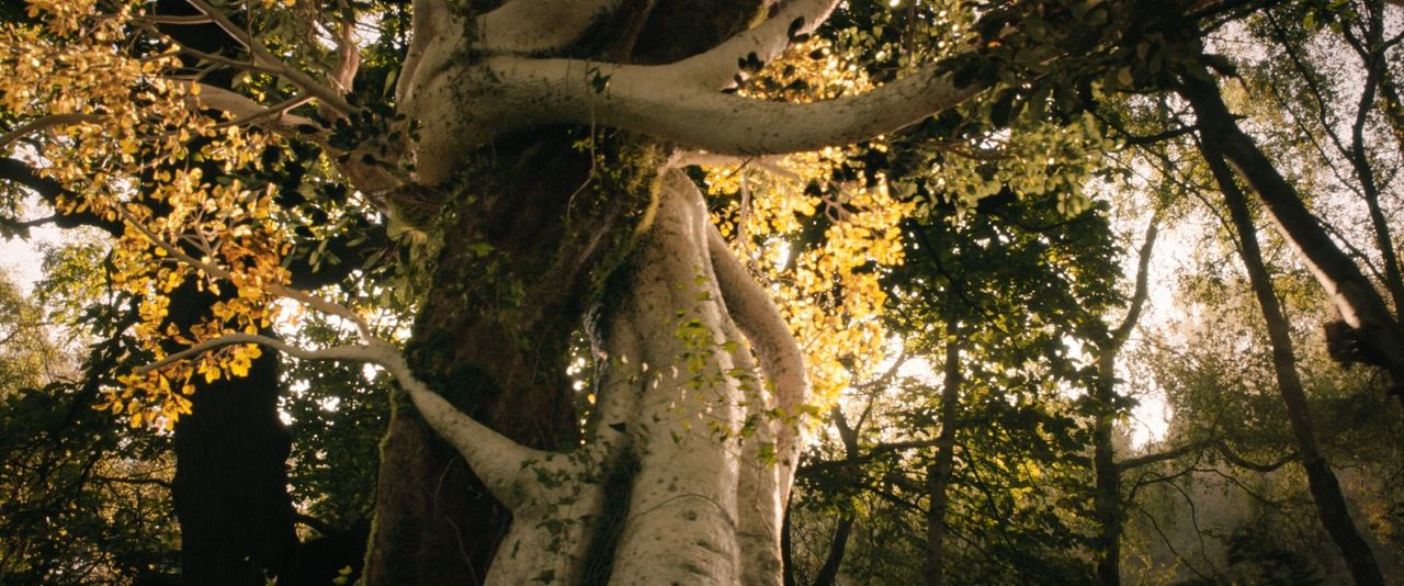 Tolkien : Photo