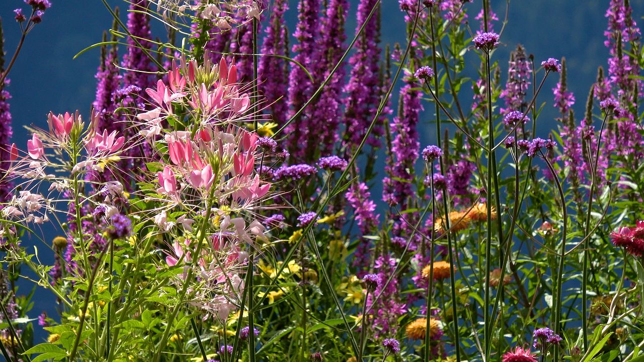 Le Jardin Des Cimes - Une Enclave En Altitude : Photo