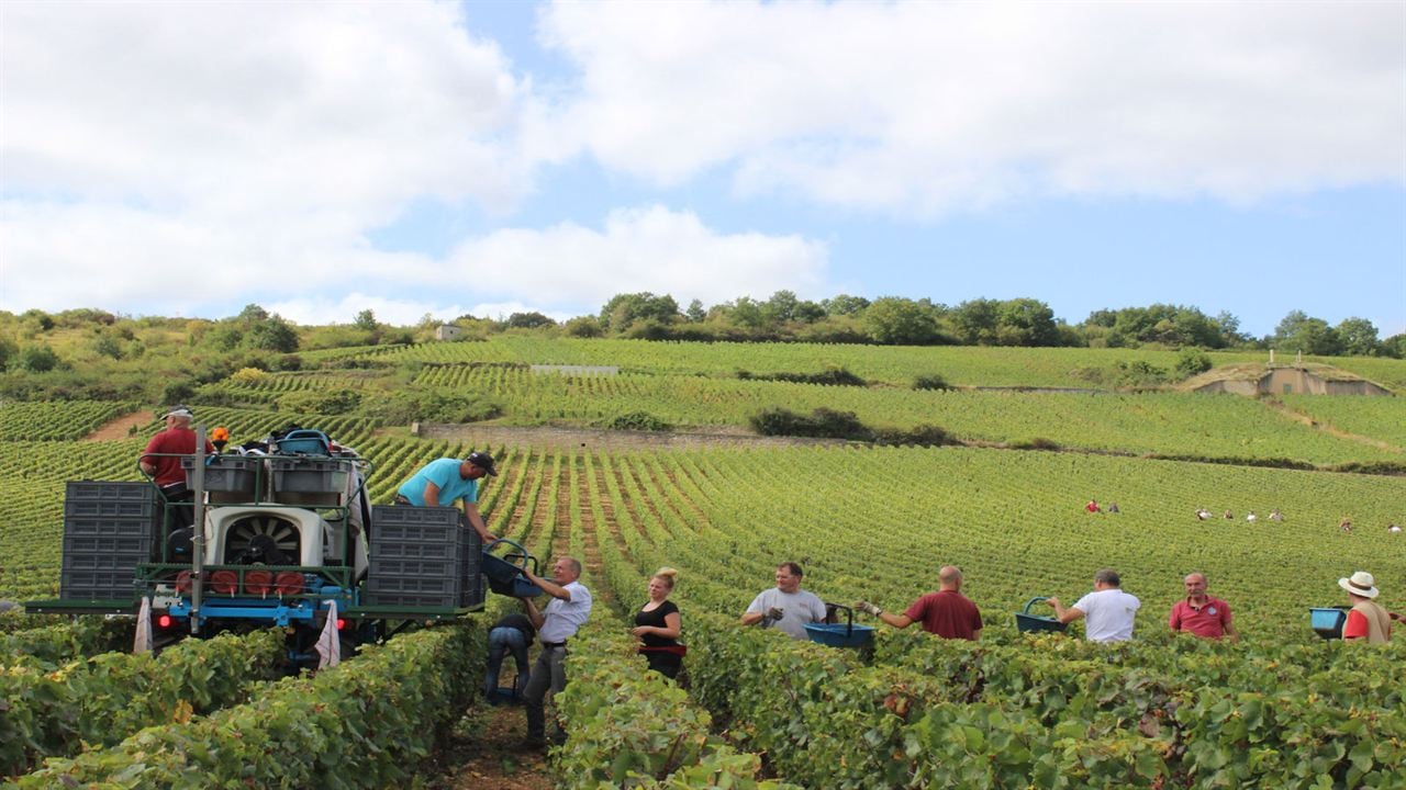 L'Âme du vin : Photo