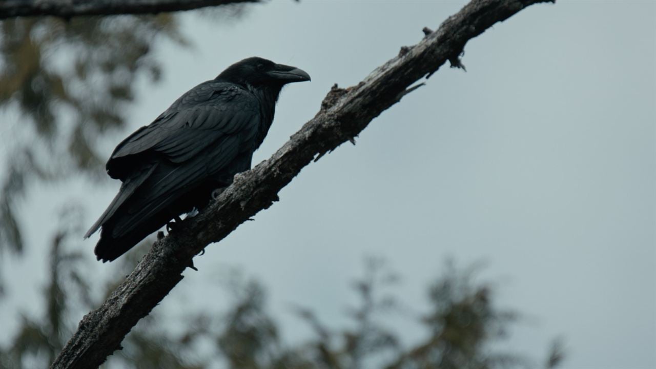 La Baleine & le corbeau : Photo