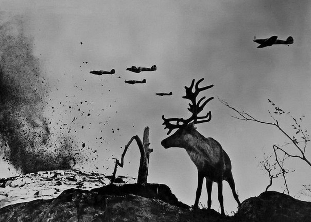 The Painted Bird : Photo