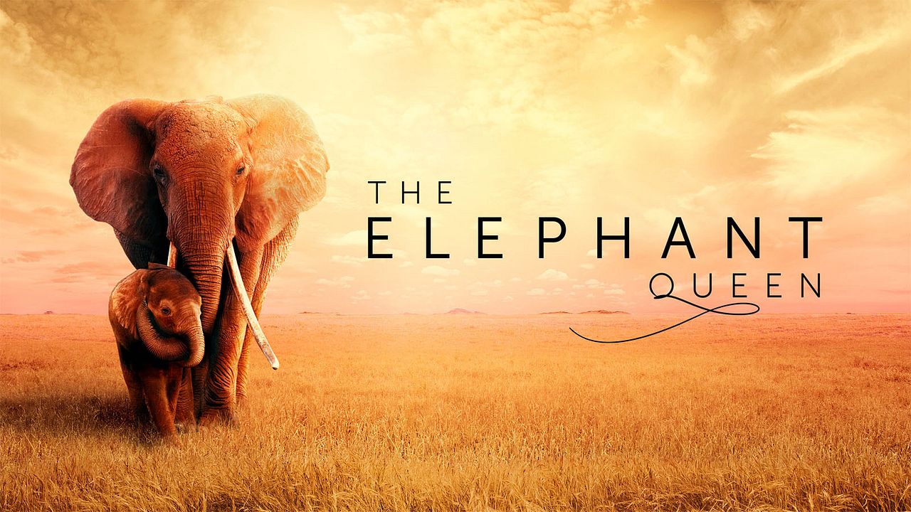 The Elephant Queen : Photo