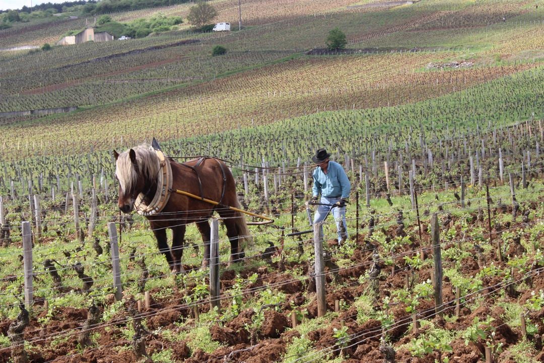 L'Âme du vin : Photo