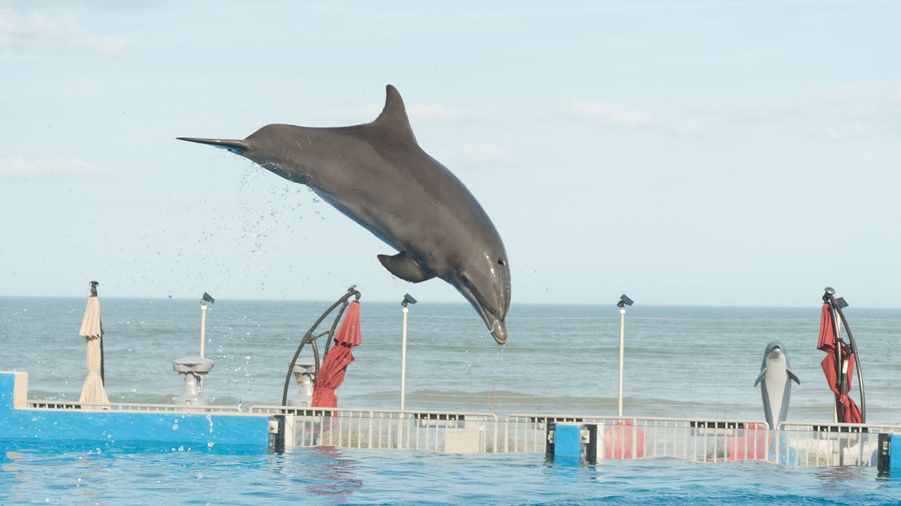 Bernie le Dauphin : Photo