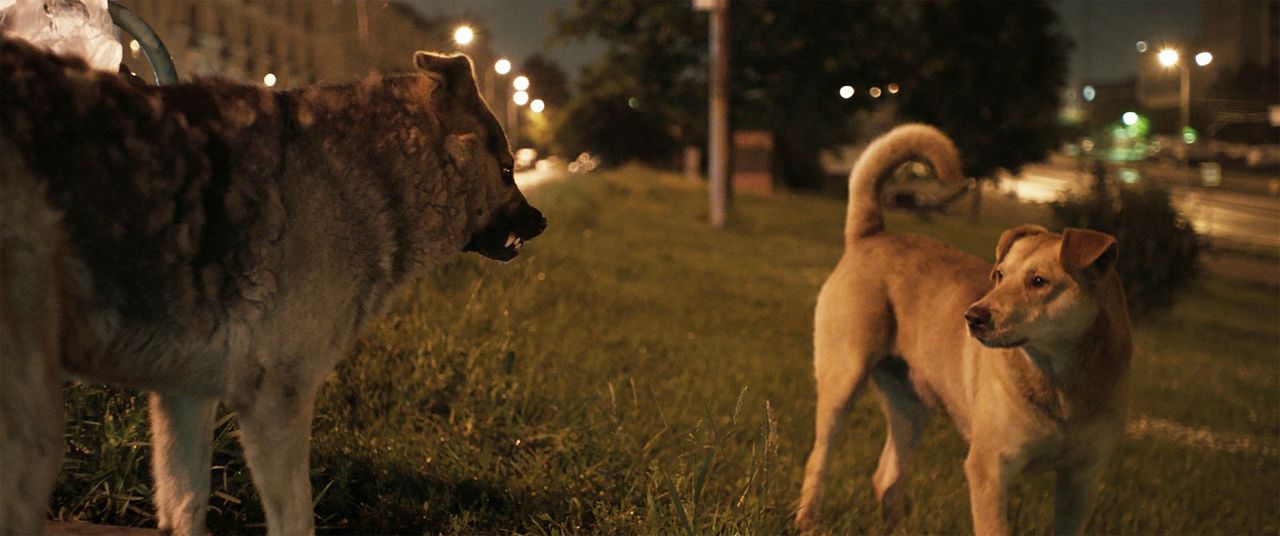 Space Dogs : Photo