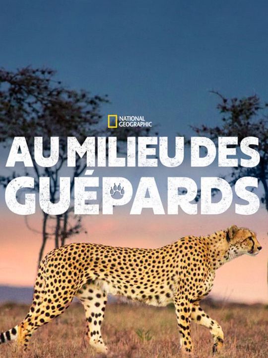 Au milieu des guépards : Affiche