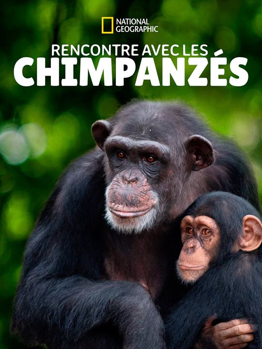 Rencontre avec les chimpanzés : Affiche