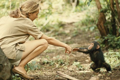 Rencontre avec les chimpanzés : Affiche