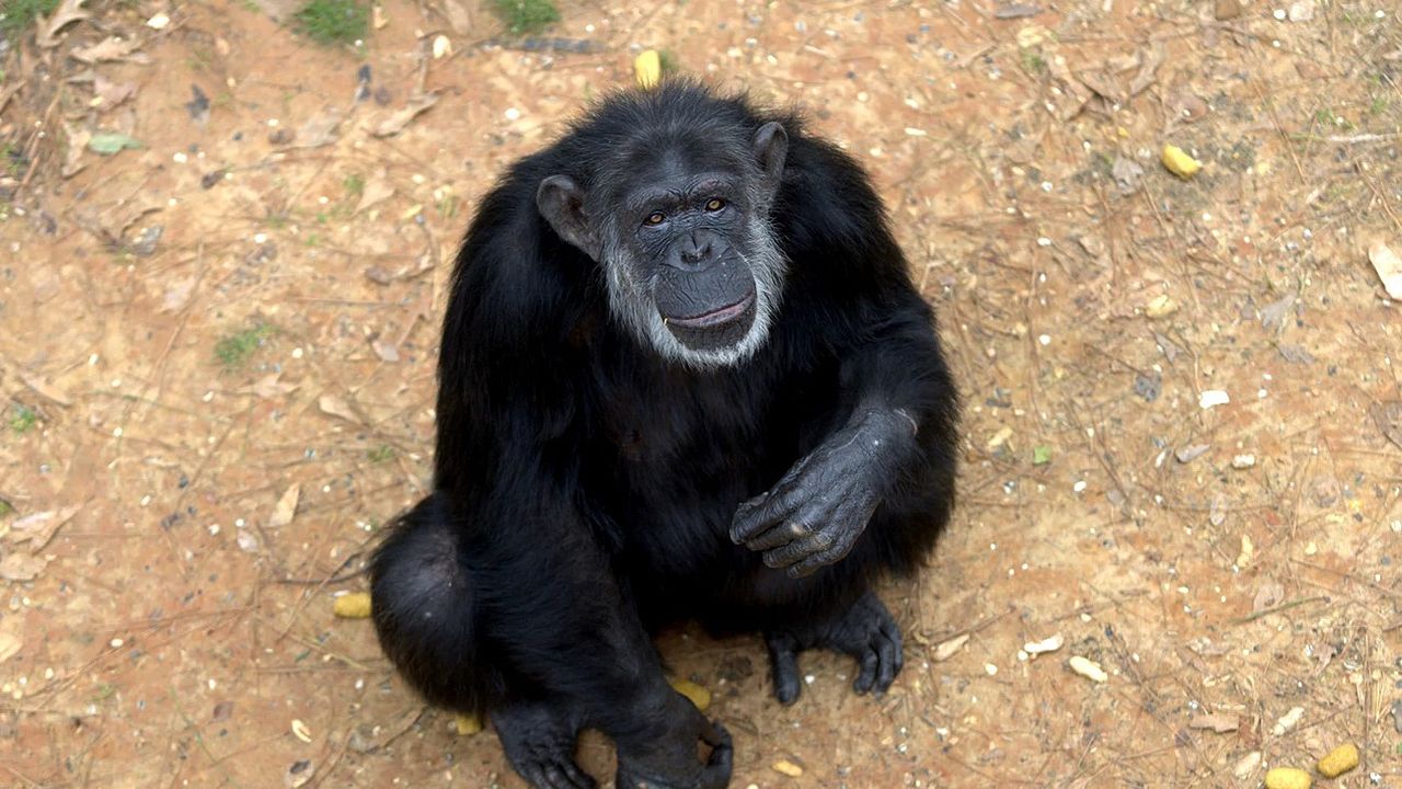 Rencontre avec les chimpanzés : Photo