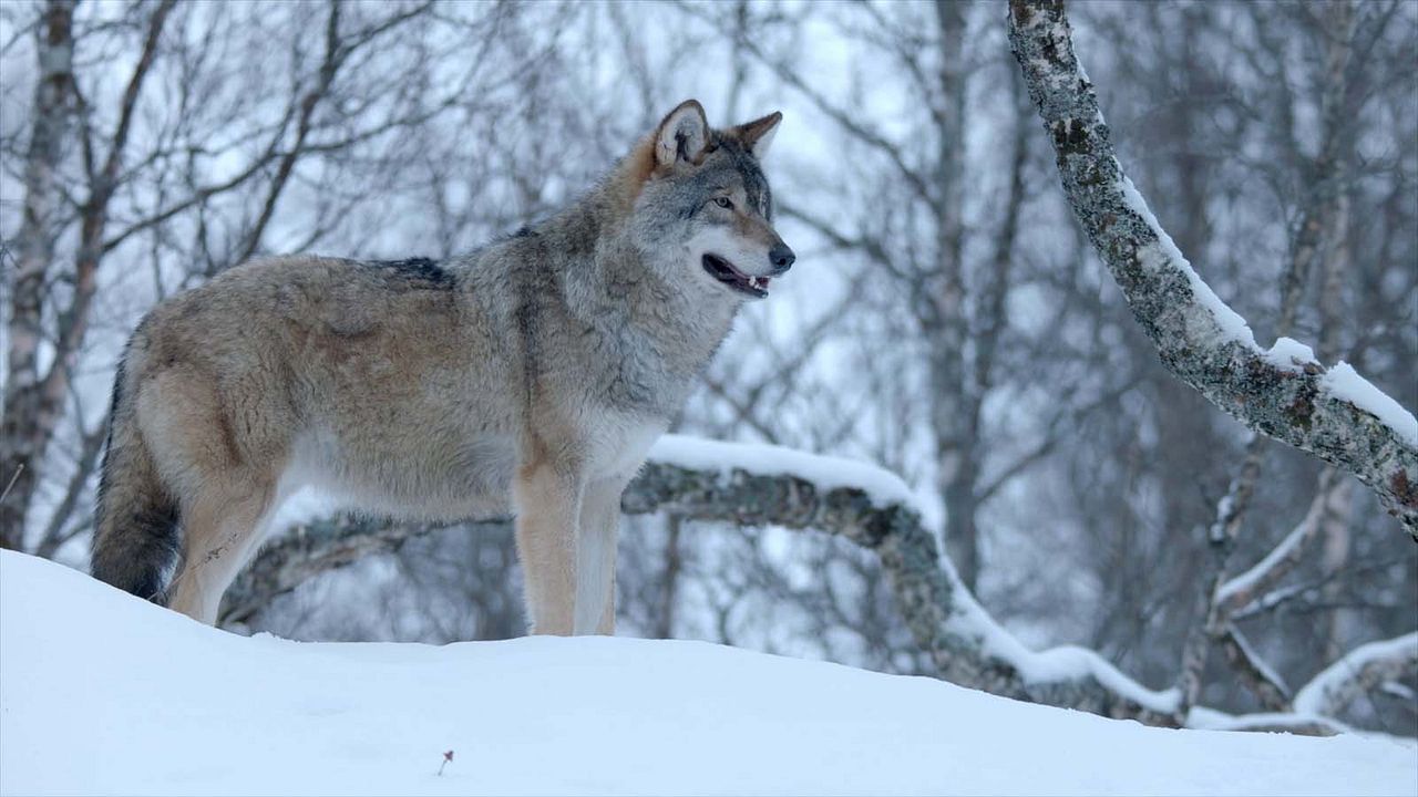 Les merveilles cachées de l’hiver : Photo