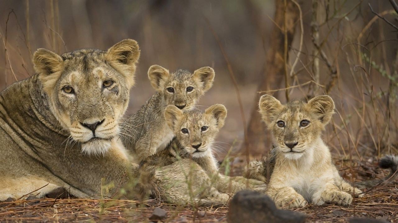 Destination Wild : Inde à l'État Sauvage : Affiche