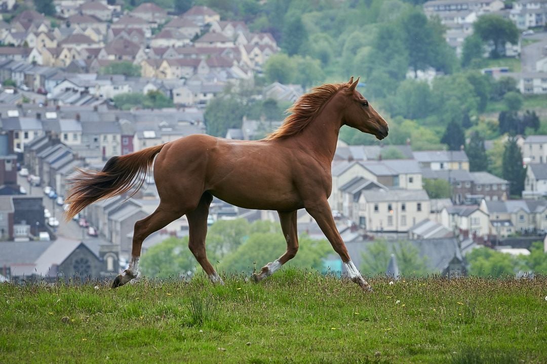 Dream Horse : Photo