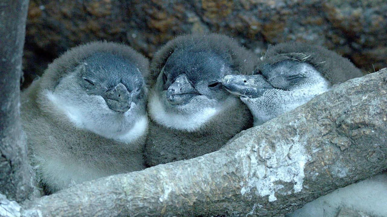 Le Cap des manchots : Photo