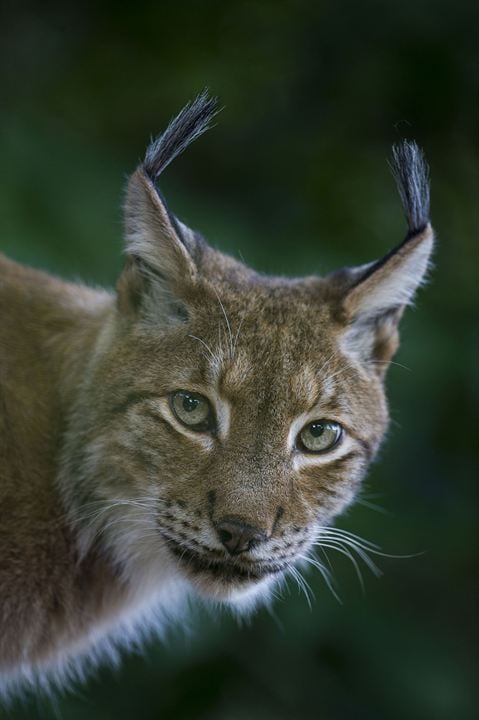 Lynx : Photo