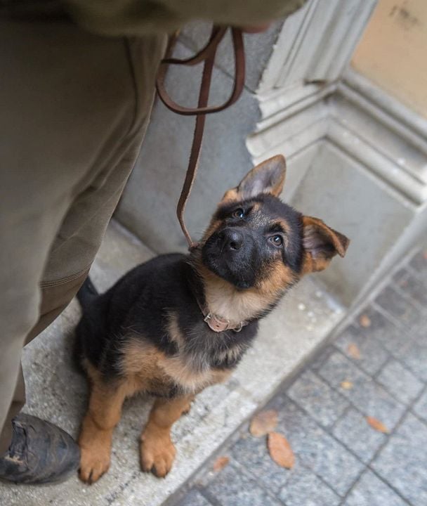 Shepherd: The Story of a Jewish Dog : Photo