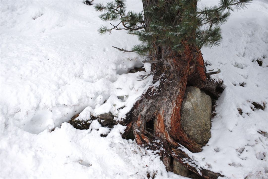 La Puissance de l’arbre avec Ernst Zürcher : Photo